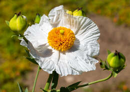 Image of Coulter's Matilija poppy