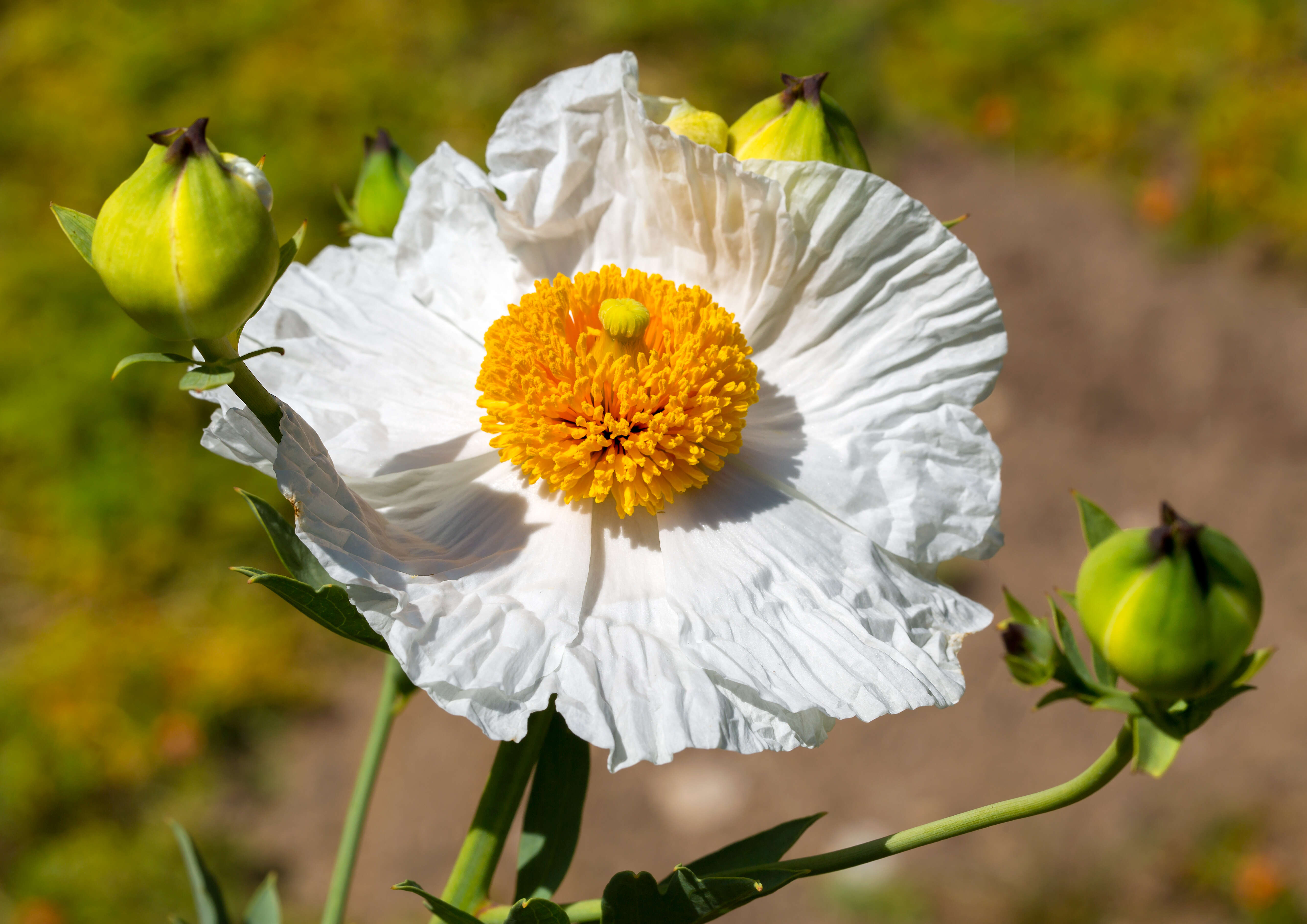 Image of Coulter's Matilija poppy