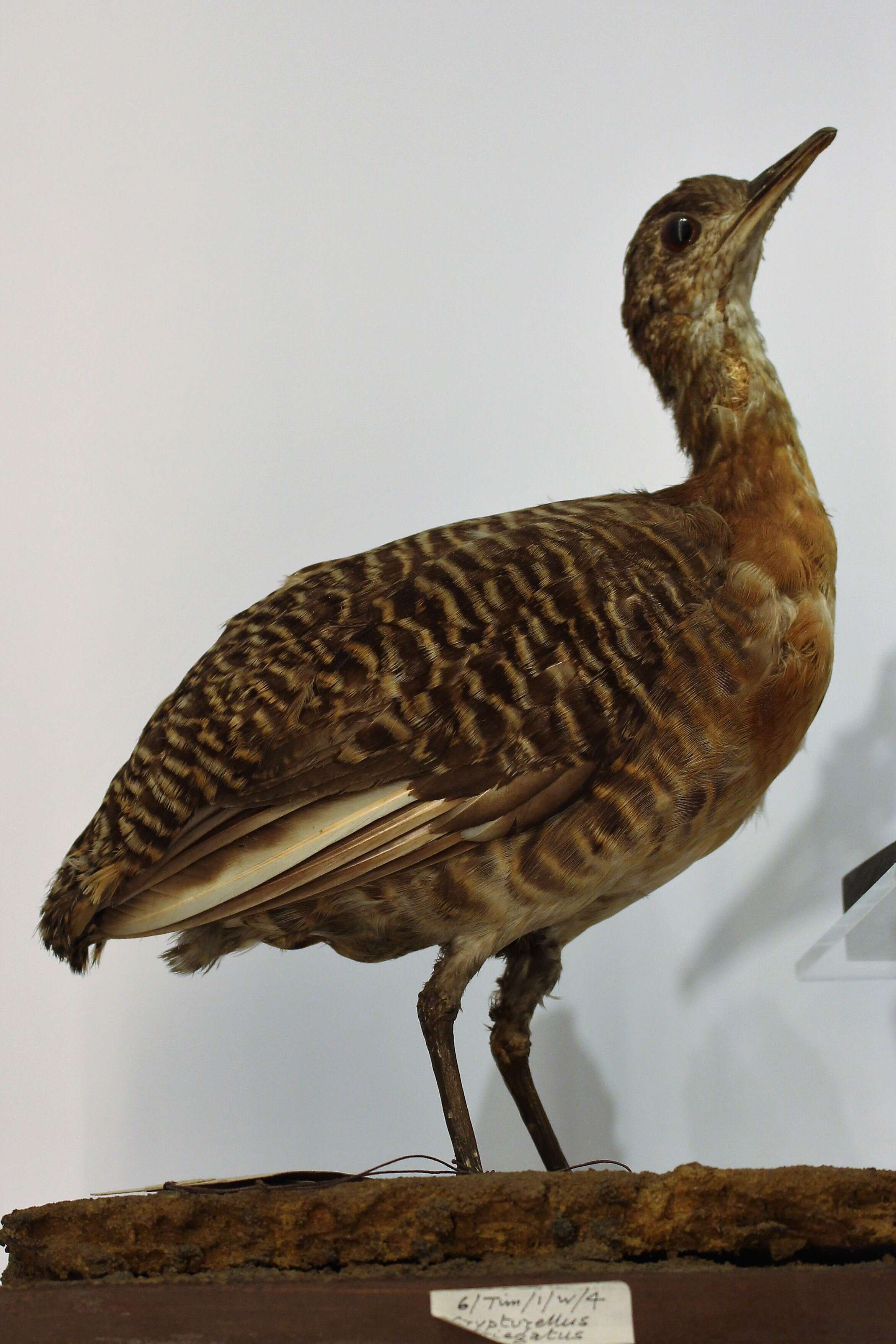 Image of Variegated Tinamou