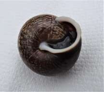 Image of Copse Snail