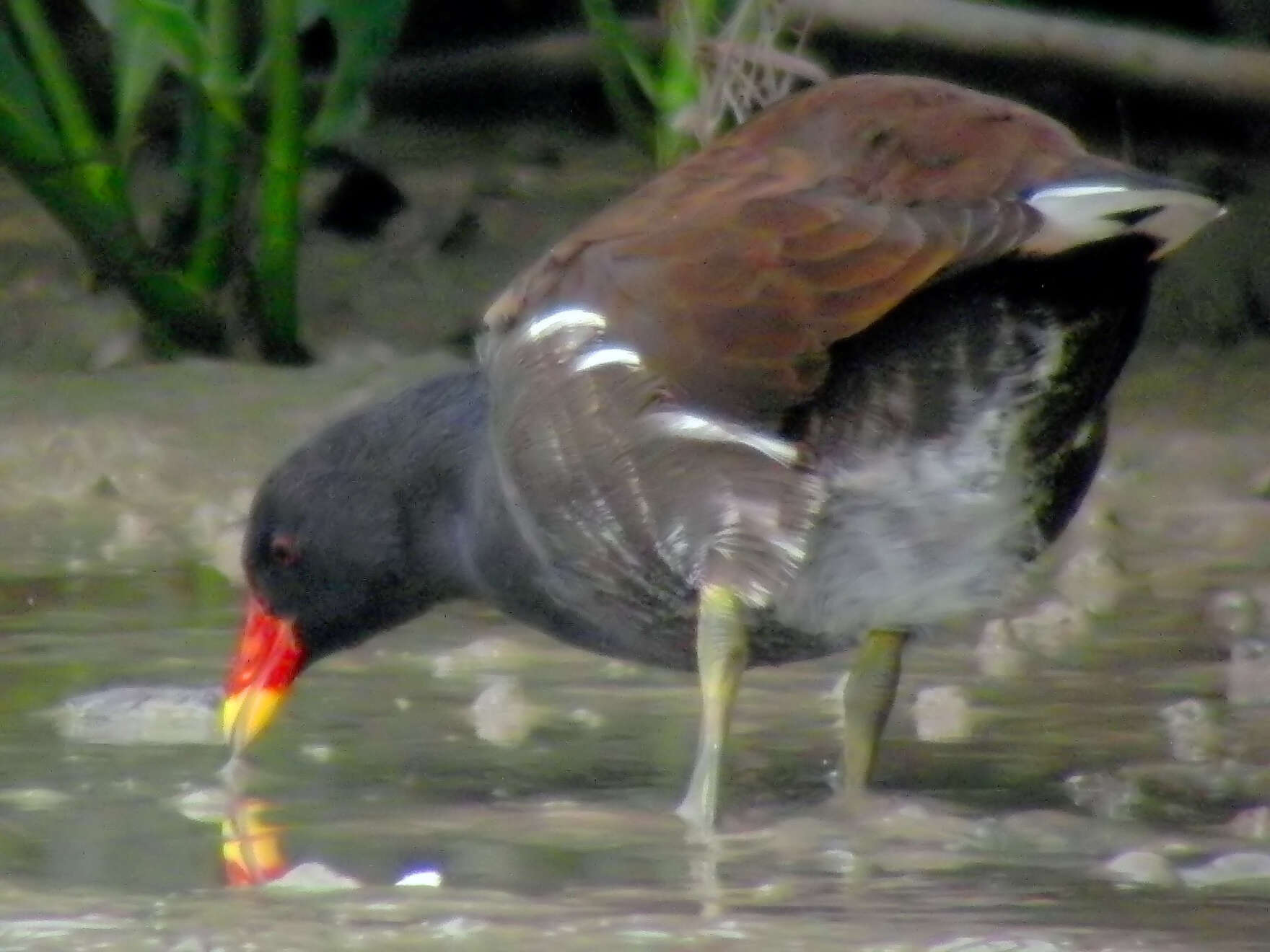 Image of Common Moorhen