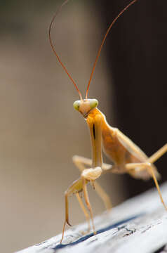 Image of Mantis