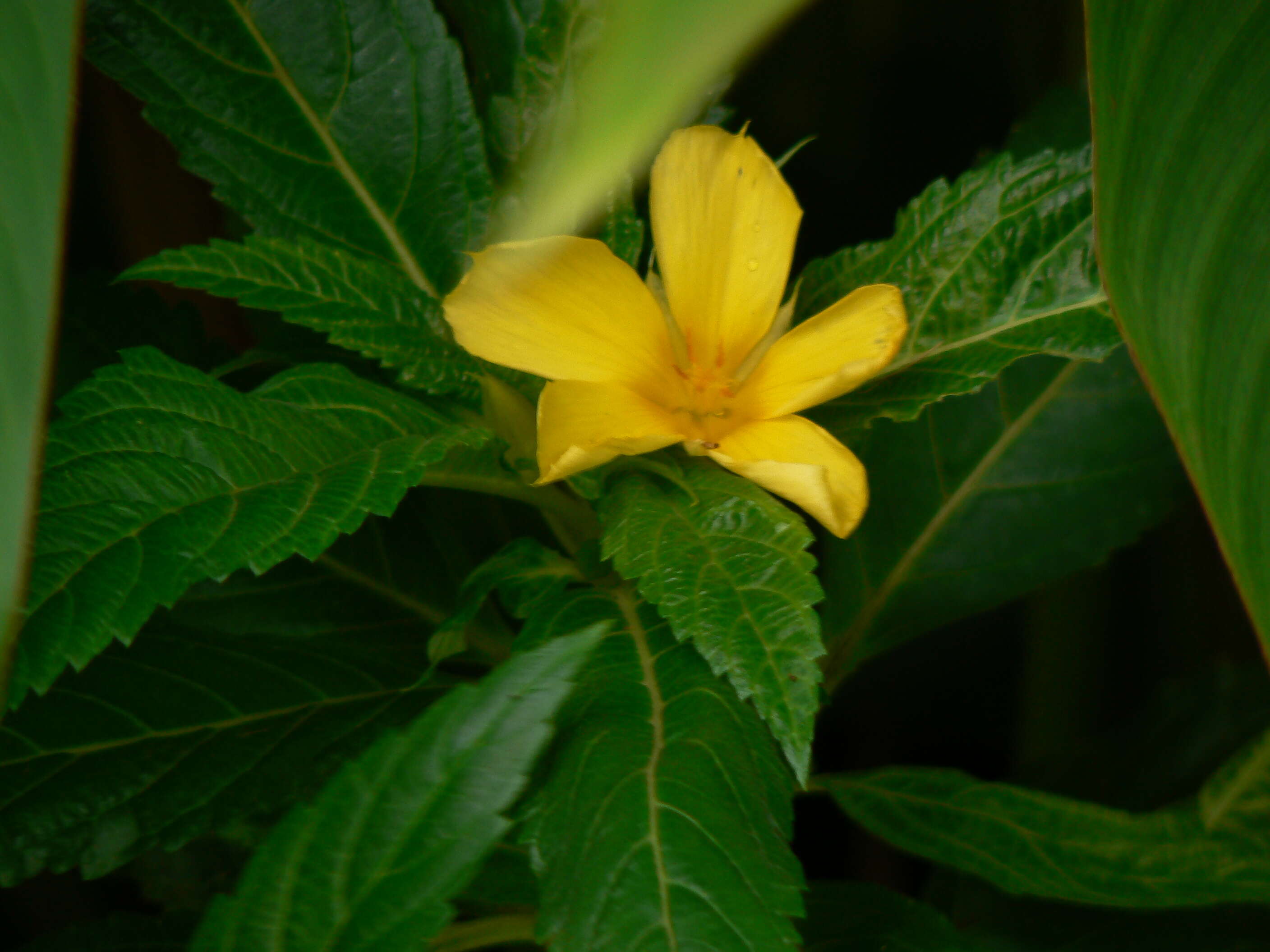 Imagem de Turnera ulmifolia L.