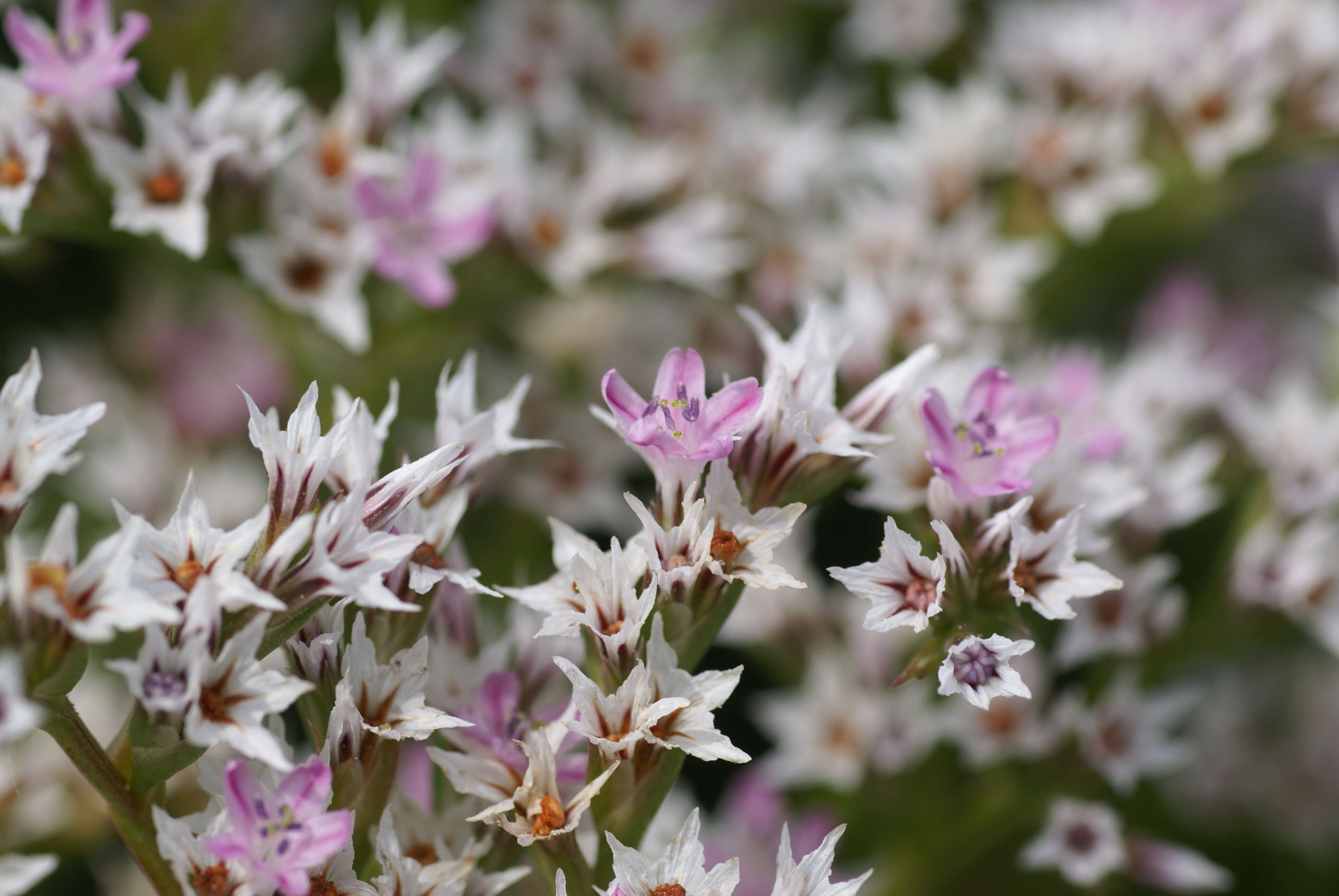 Image of Goniolimon tataricum (L.) Boiss.