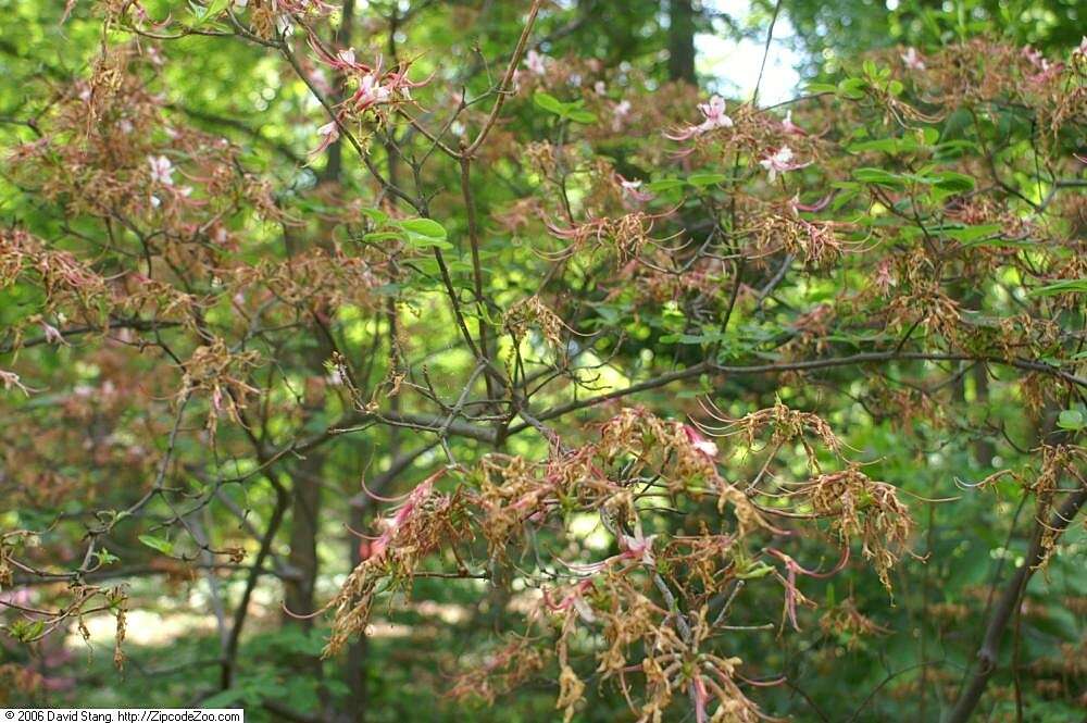 Image of pink azalea