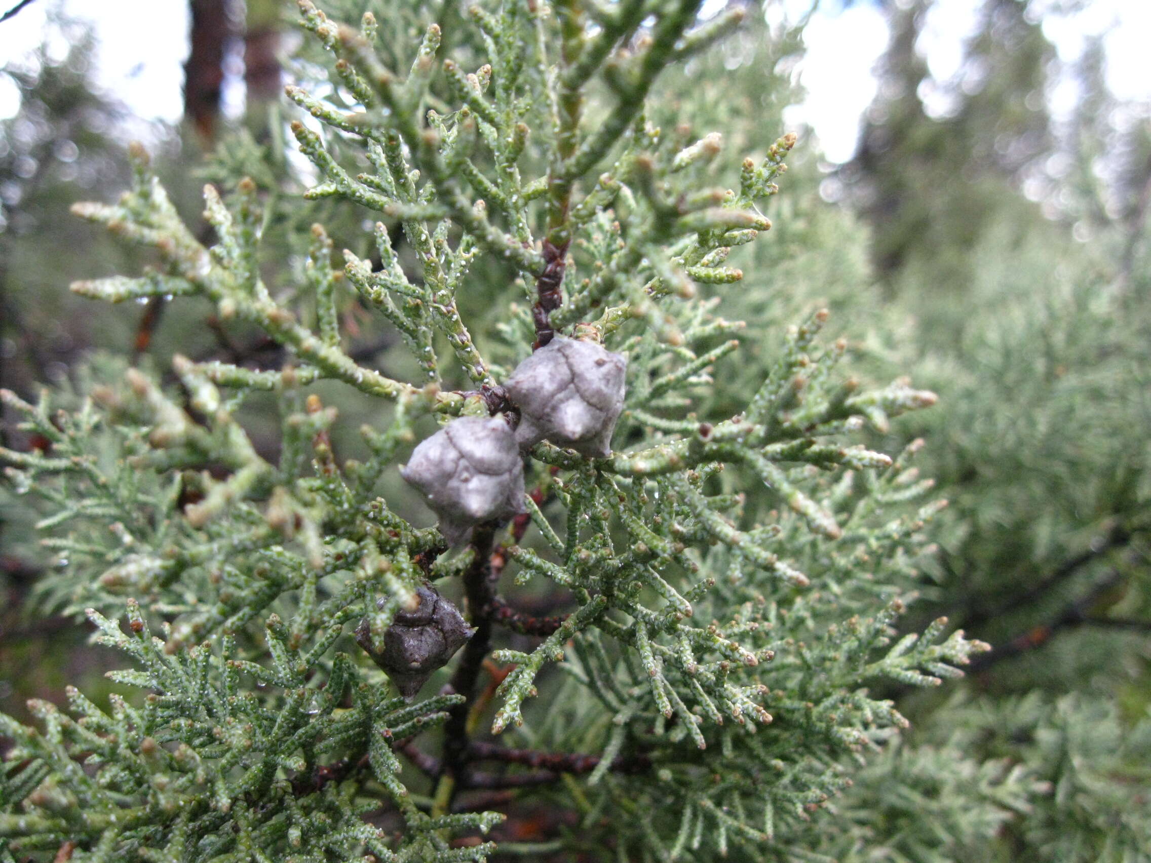 Image of Baker Cypress