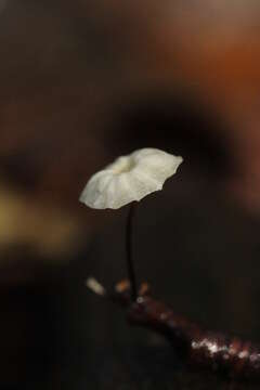 Image of Marasmius rotula (Scop.) Fr. 1838