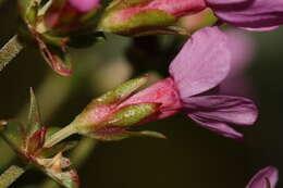 Imagem de Douglasia laevigata A. Gray