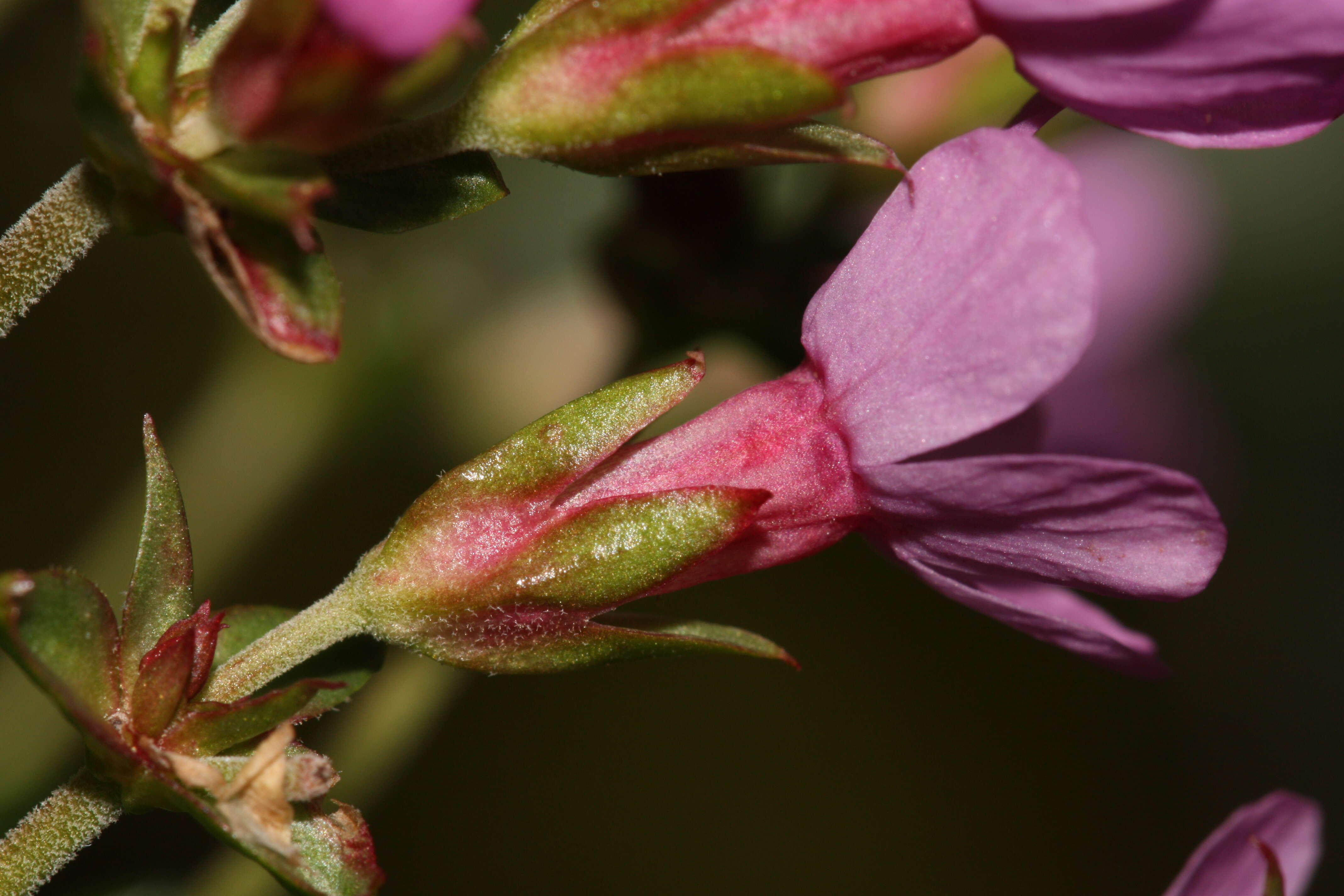 Image of cliff dwarf-primrose