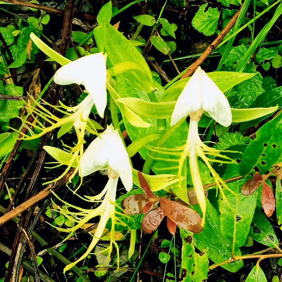 Image of Bog orchids