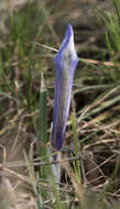 Image of Iris reticulata M. Bieb.