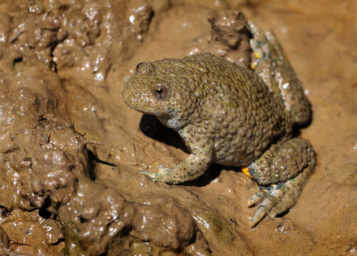 Image of Yellow–bellied Toad