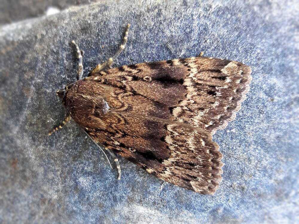 Image of copper underwing