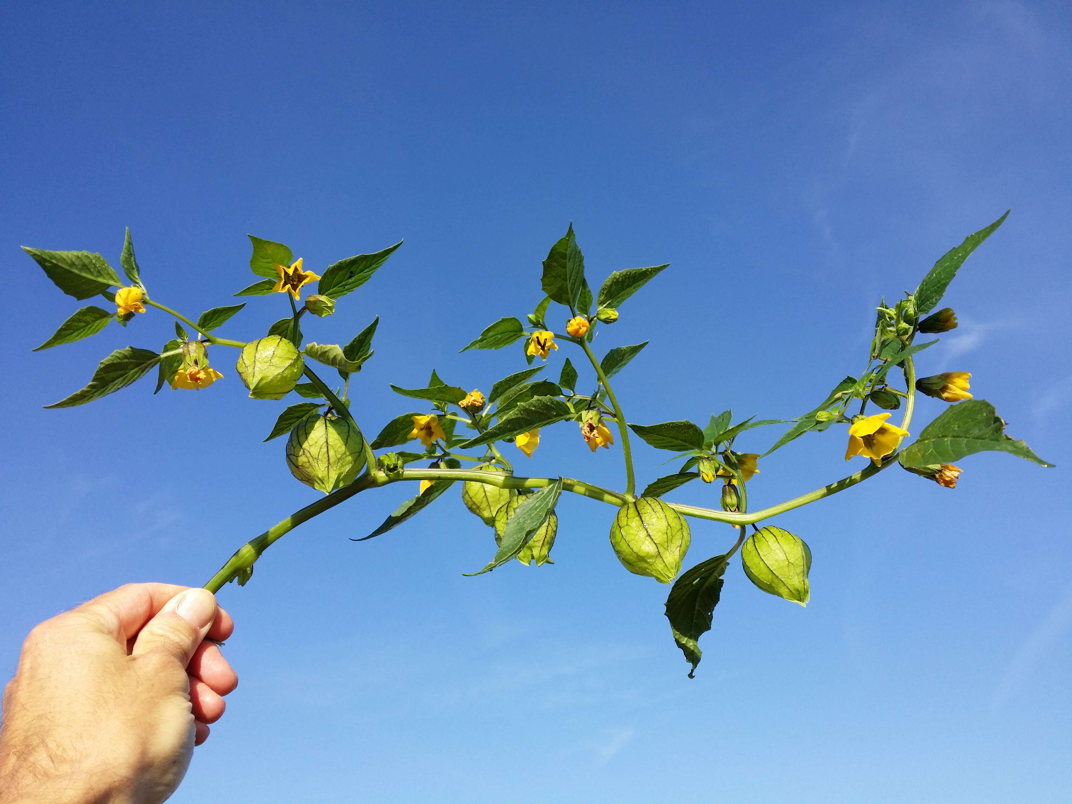 Image de Tomatille