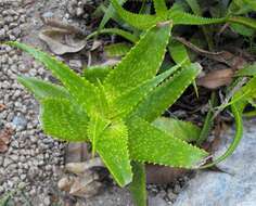 Слика од Aloe andongensis Baker