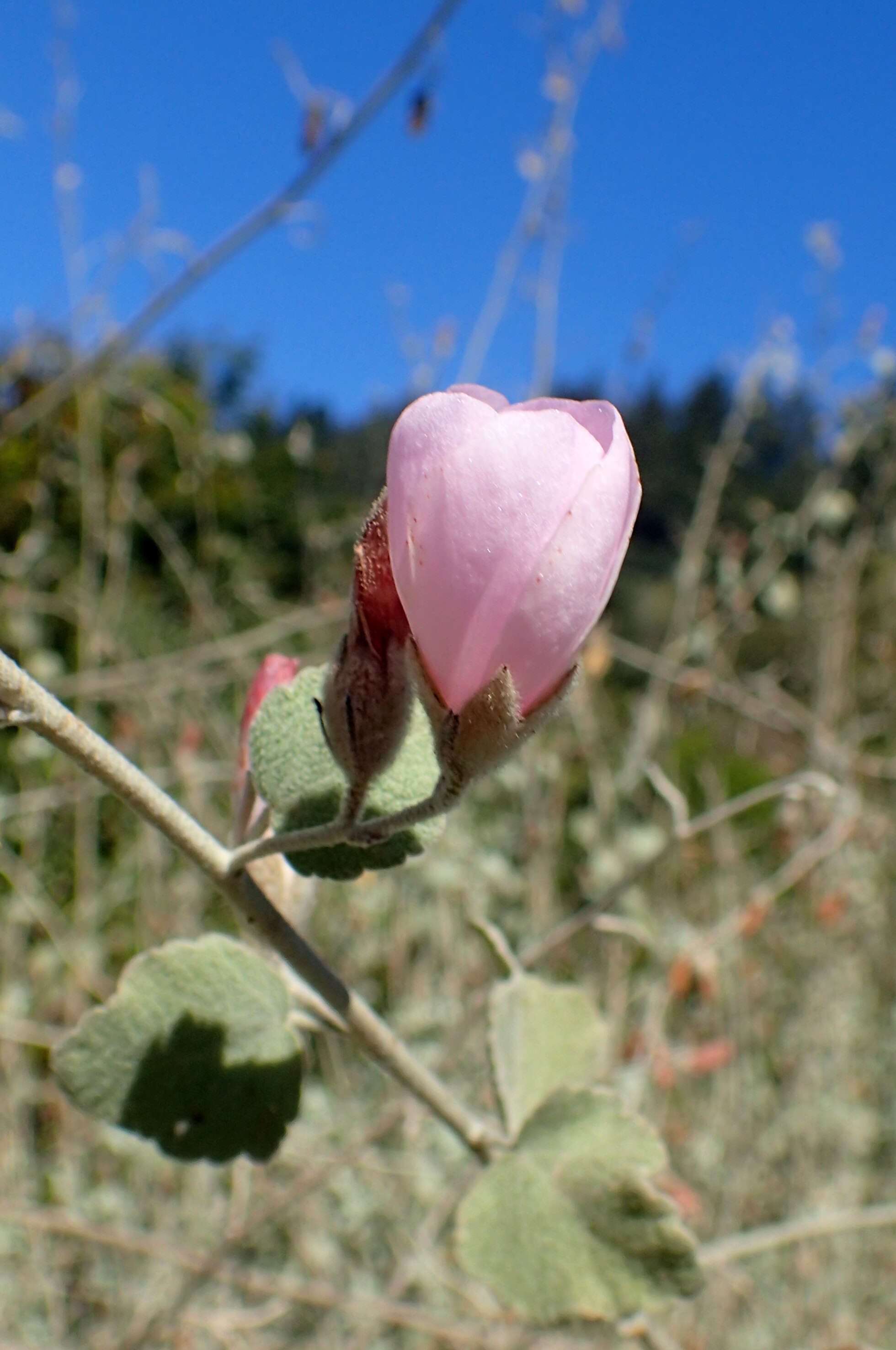 Imagem de Malacothamnus fremontii (Torr. ex Gray) Greene