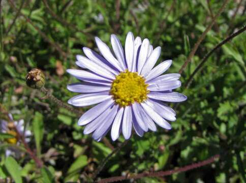 Image of Brachyscome ascendens G. L. Davis