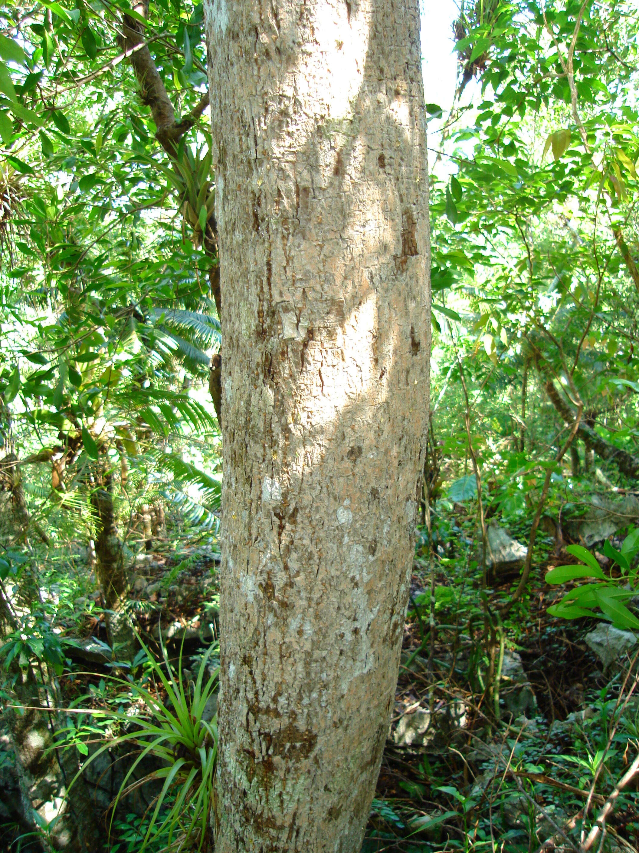 Image of Aralia rex (Ekman) J. Wen