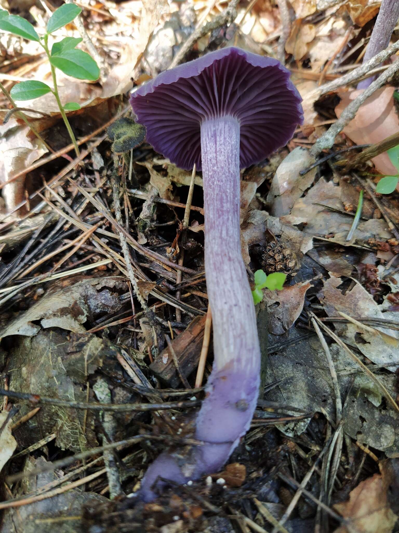 Image of Laccaria amethystina Cooke 1884