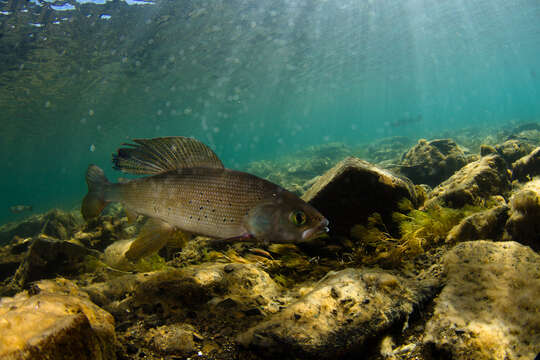 Image of Arctic Grayling