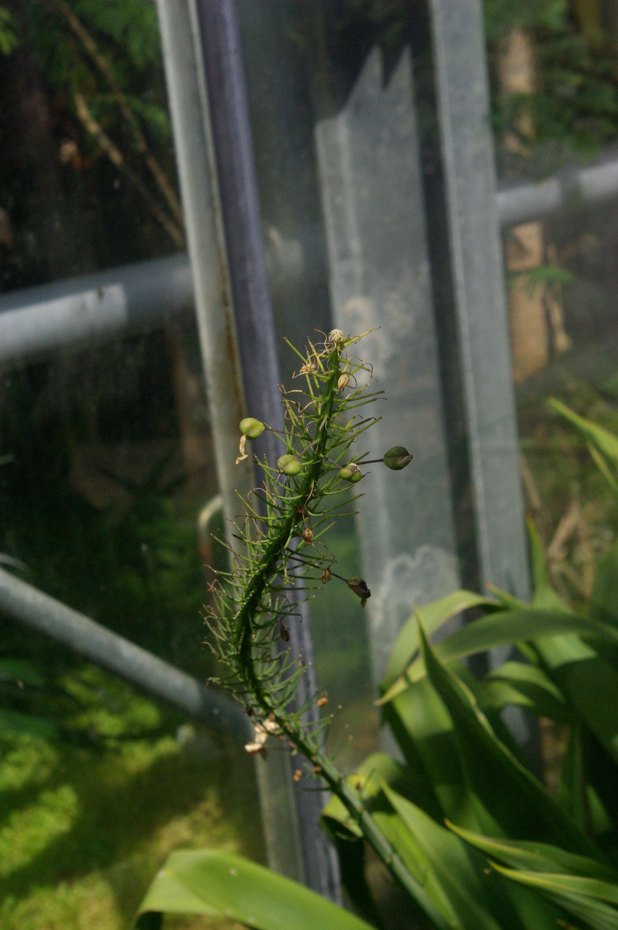 Image of Large blue squill