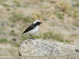 Image of Pied Wheatear