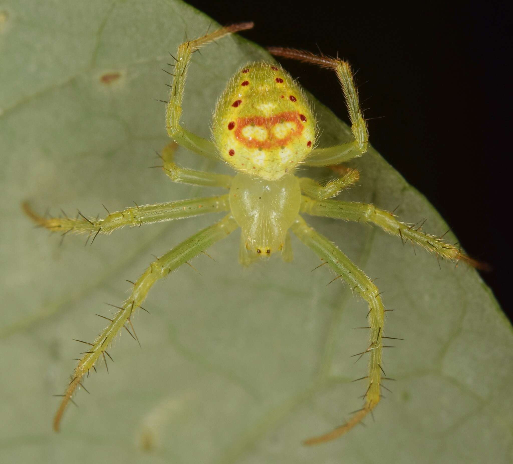 Image of Araneus cingulatus (Walckenaer 1841)