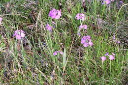 Plancia ëd Primula farinosa L.