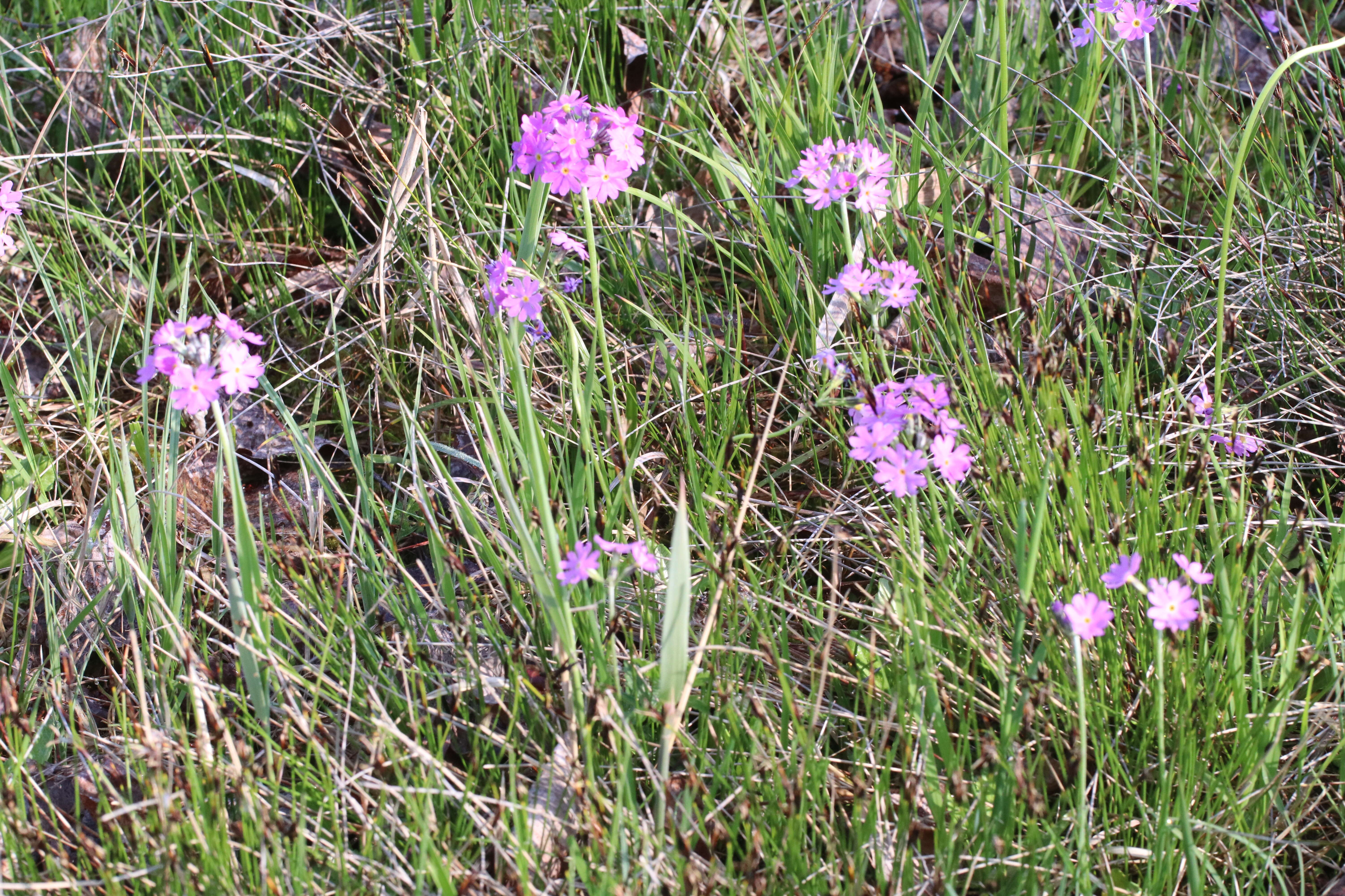 Plancia ëd Primula farinosa L.