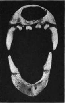 Image of Lichonycteris Thomas 1895