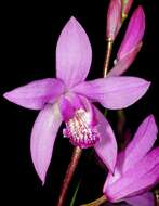 Image of Urn orchids