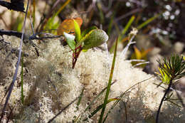 Image of Reindeer lichen