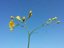 Image of smooth hawksbeard