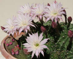 Echinopsis tubiflora resmi