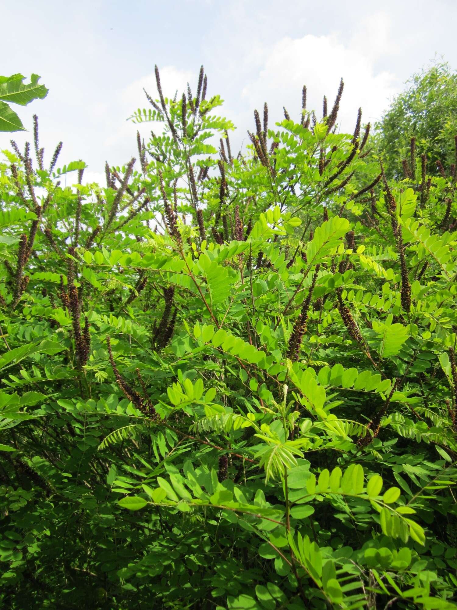 Amorpha fruticosa L. resmi