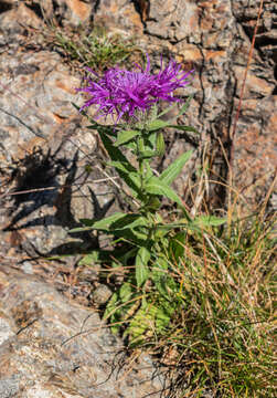 Centaurea nervosa Willd. resmi