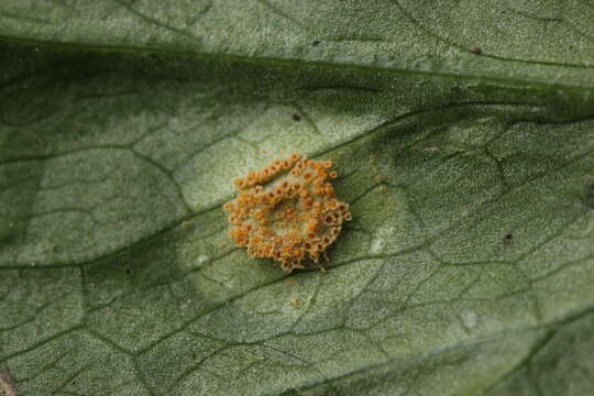 Imagem de Puccinia sessilis J. Schröt. 1870