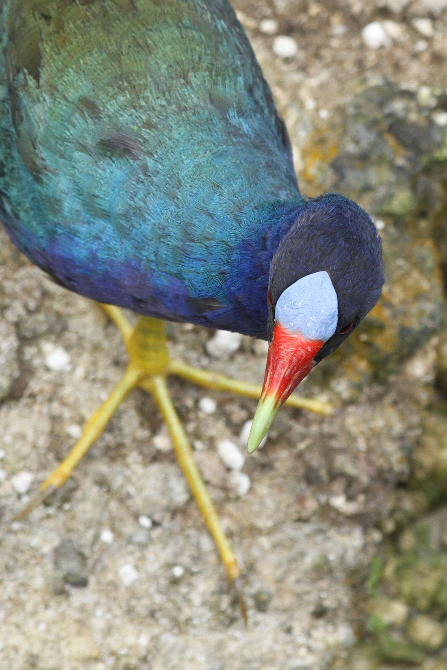 Image of American Purple Gallinule