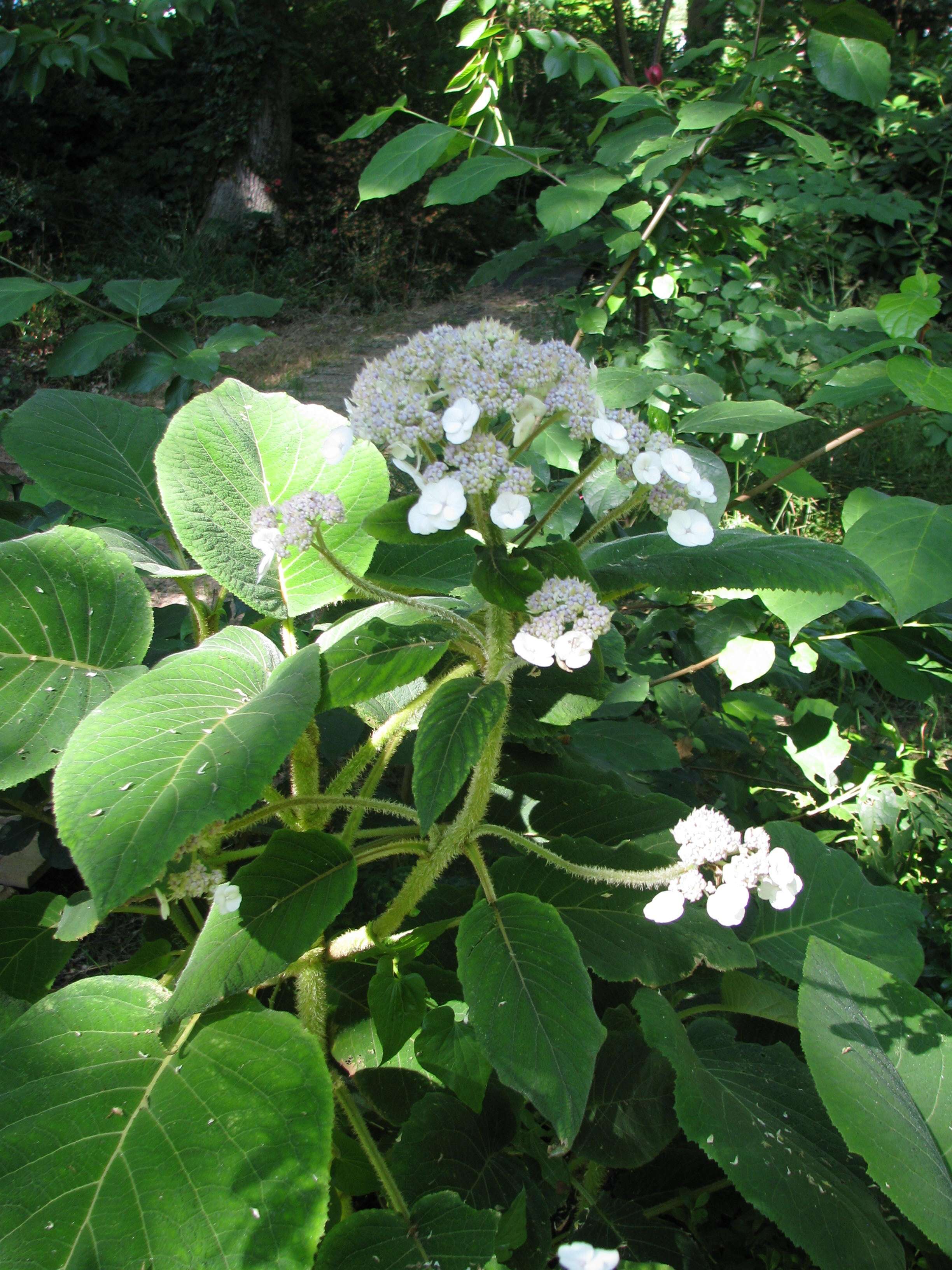 Sivun Hydrangea aspera Buch.-Ham. ex D. Don kuva