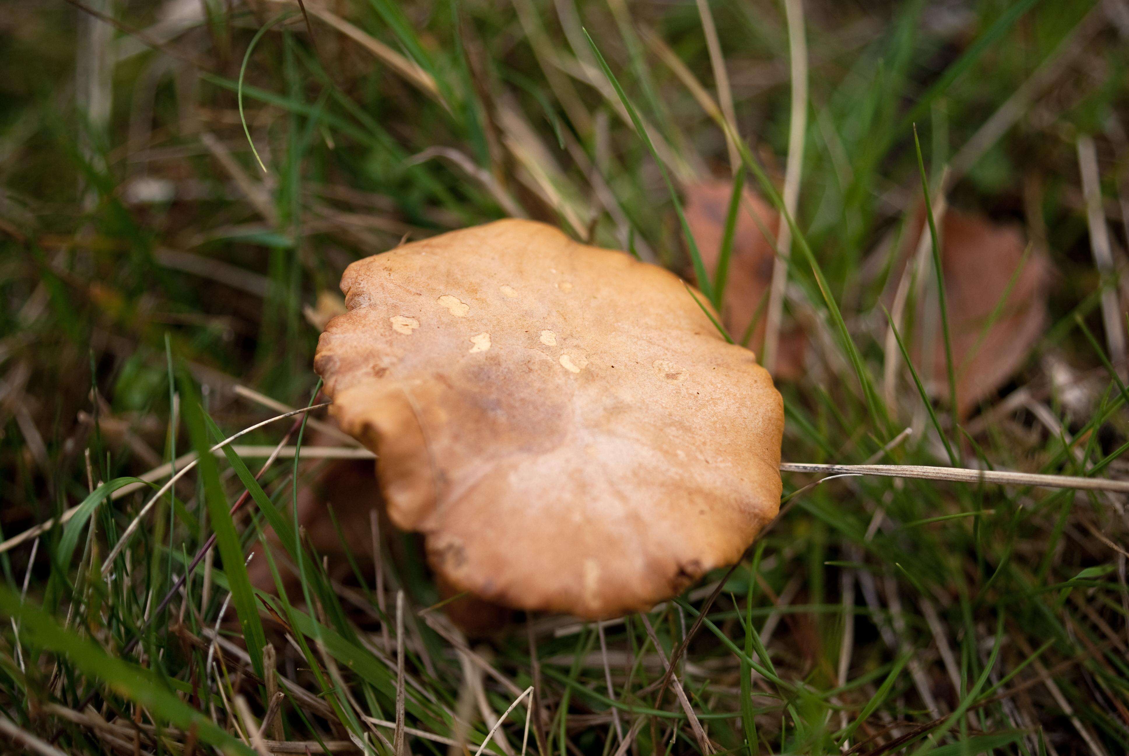 Image of Chalciporus piperatus