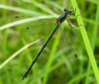 Image of Lestes temporalis Selys 1883