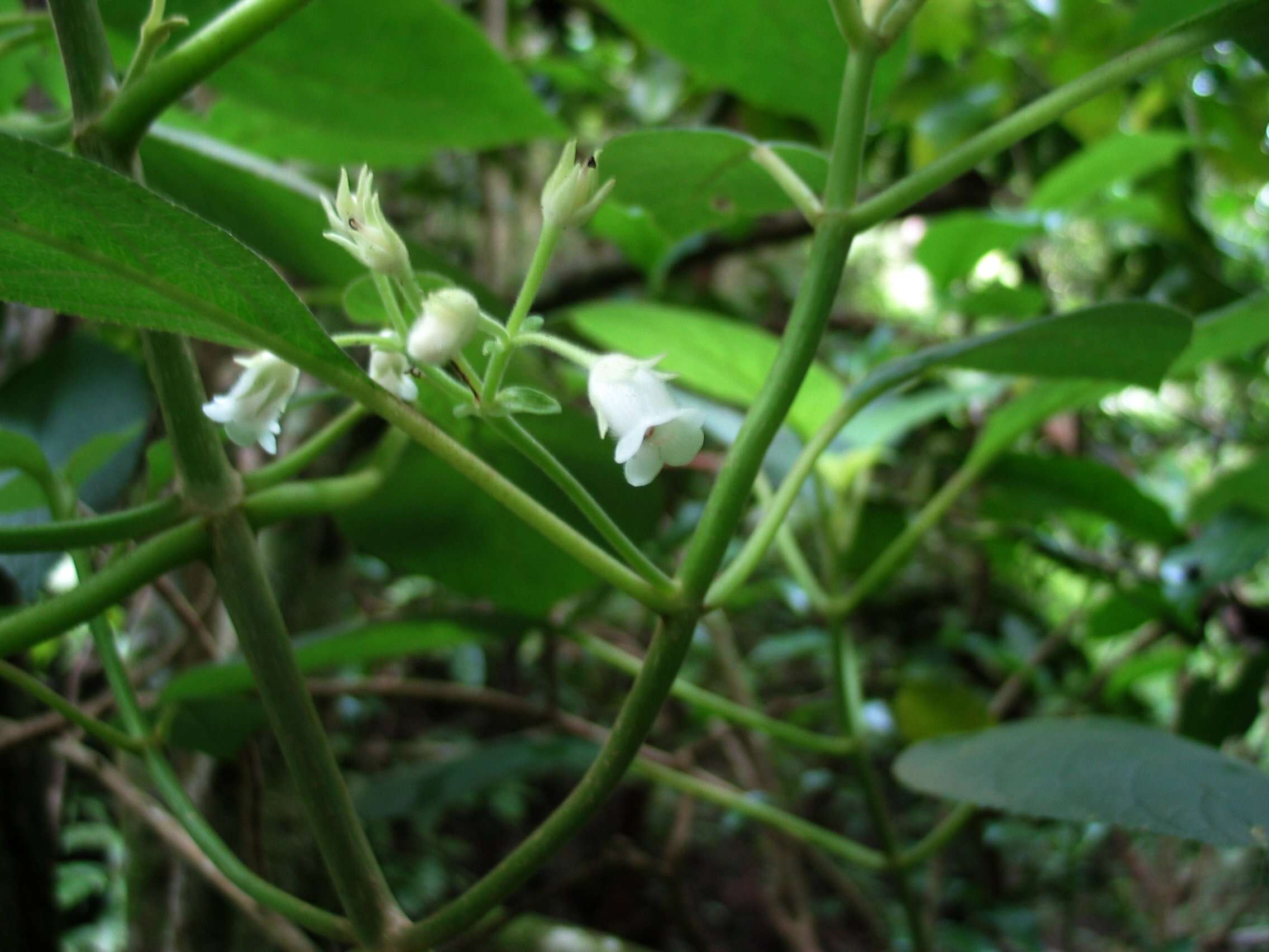 Sivun Cyrtandra waianaeensis H. St. John & Storey kuva