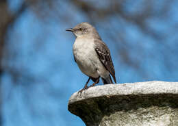 Image of Northern Mockingbird