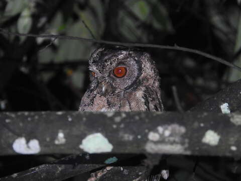 Image of Sunda Scops Owl