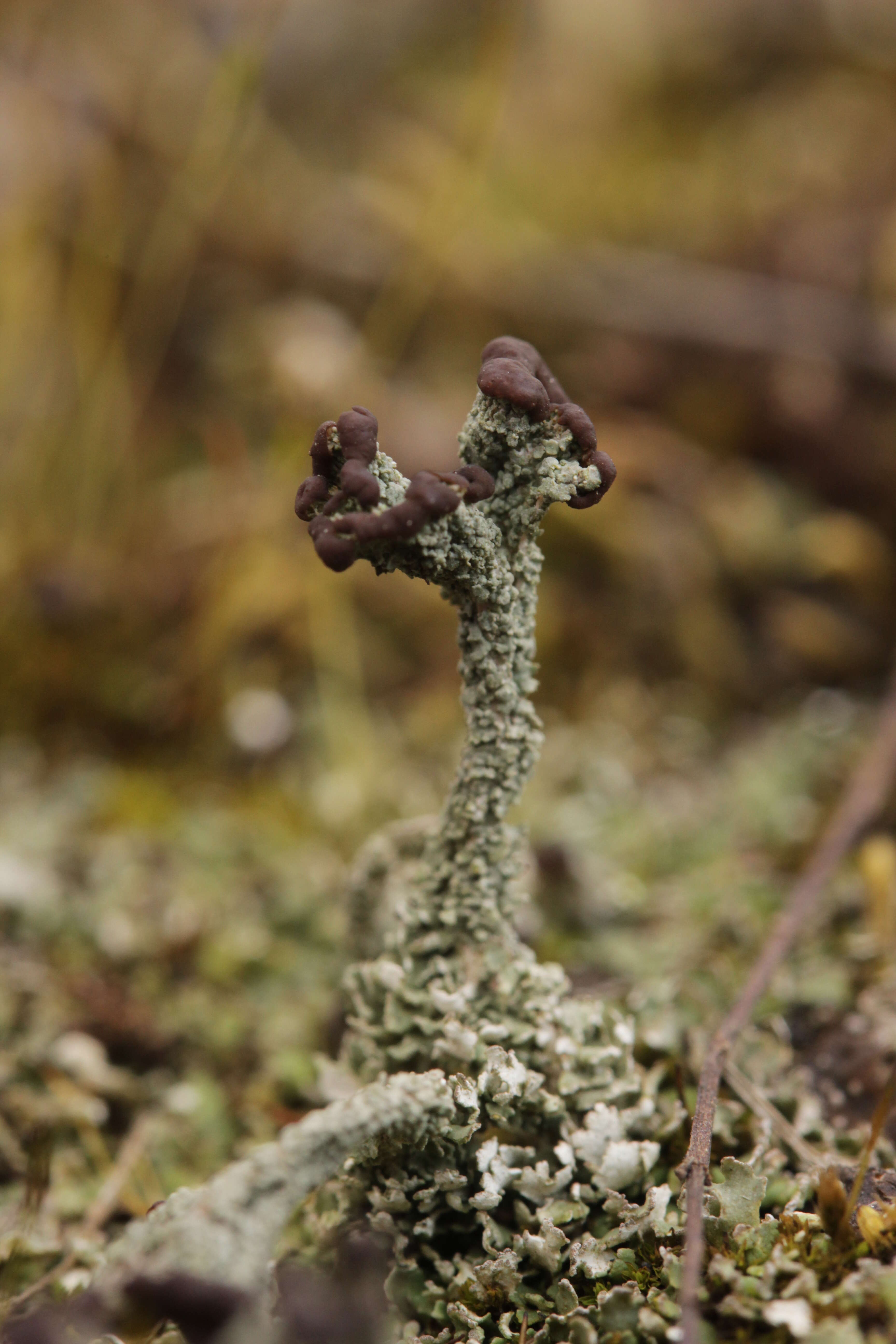 Image of cup lichen