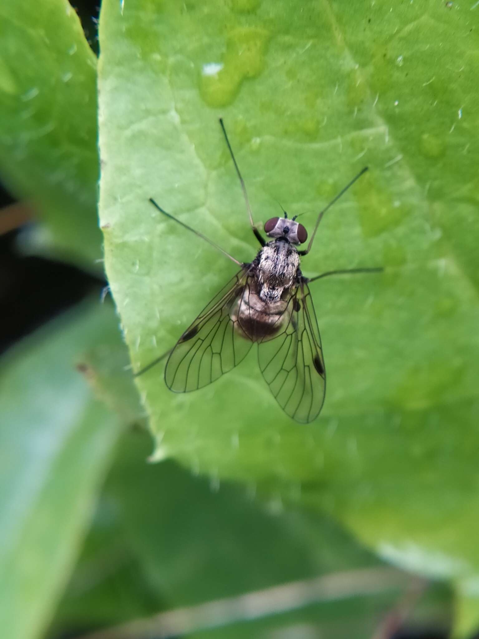 Image of Chrysopilus cristatus