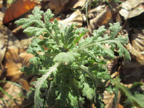 Image of wood groundsel, heather groundsel