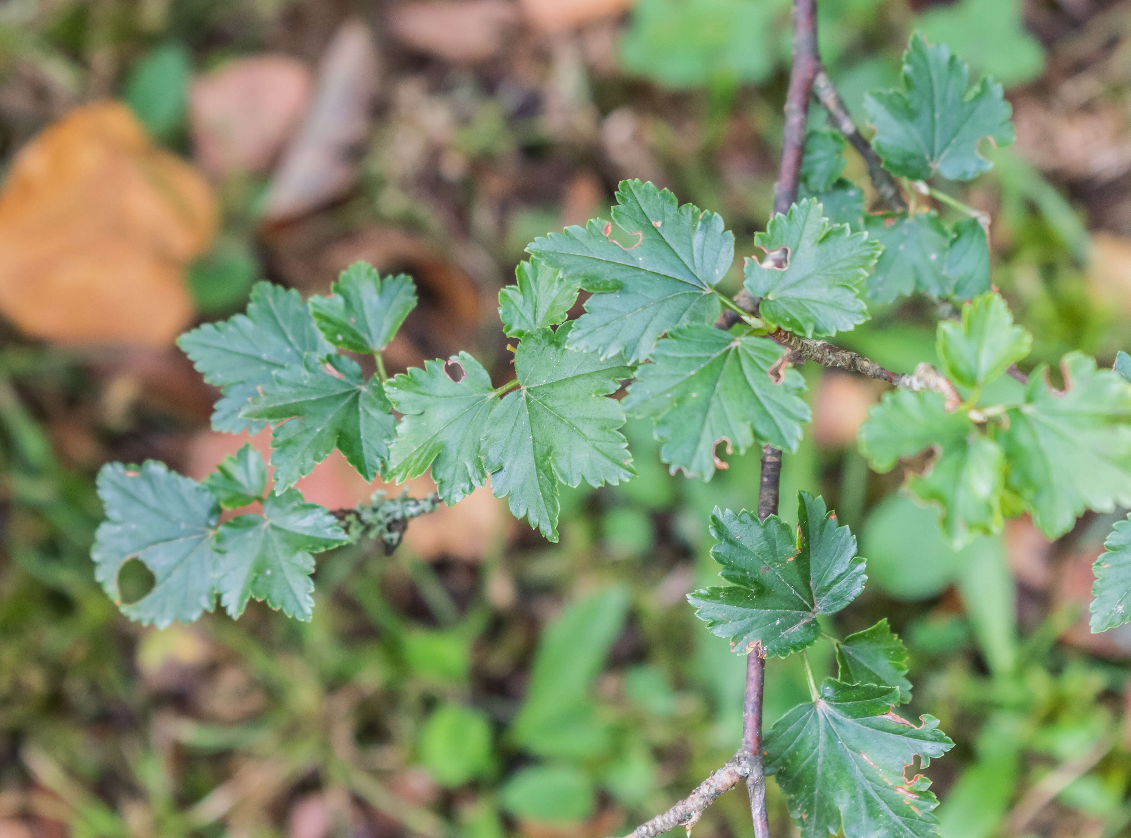 Image of Mountain Currant