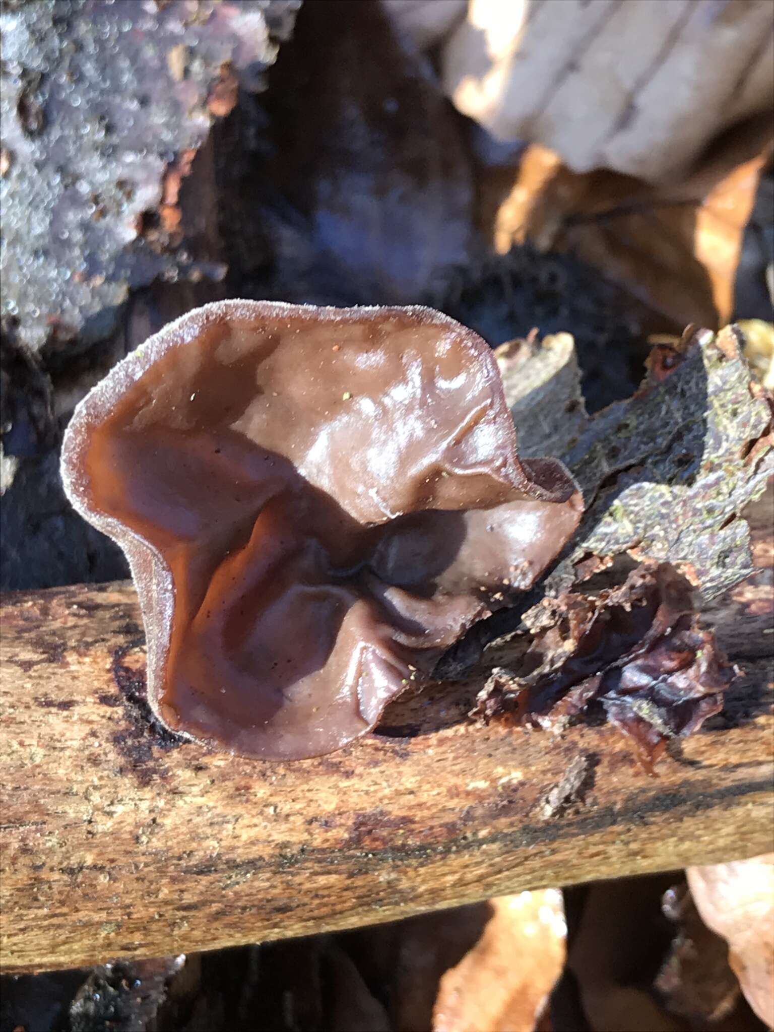 Image of ear fungus