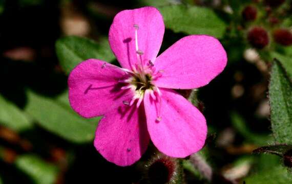 Image of rock soapwort